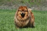 SPITZ ALLEMAND 446